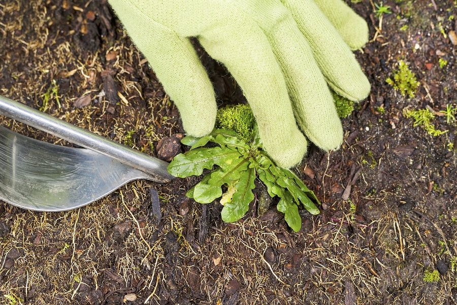 Removing Weed From Yard