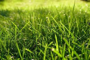 Indianapolis Lawn Care