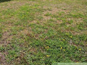 Bare Patch in Lawn from Compacted Soil 