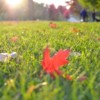 Fall Lawn Care