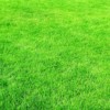 Why You Should Fertilize Your Lawn