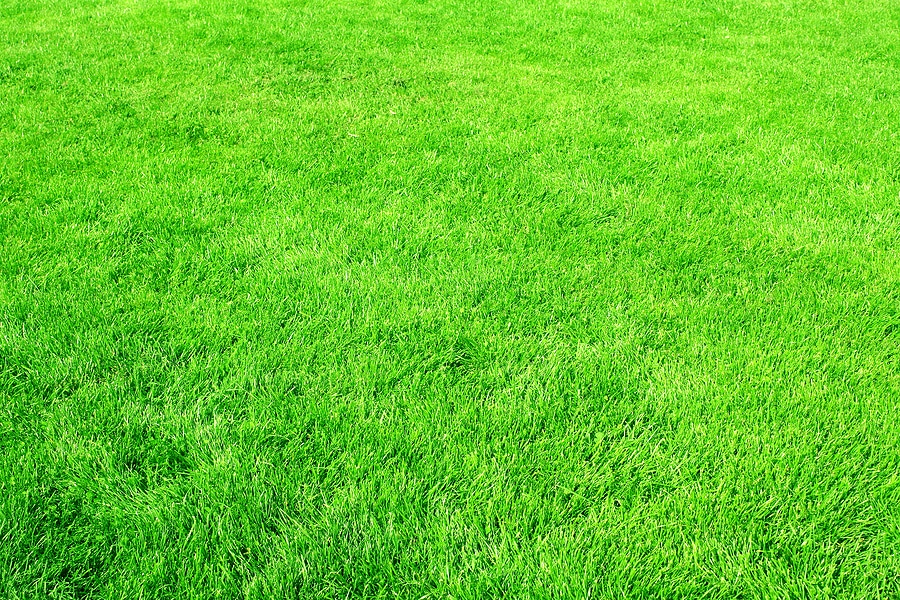 Why You Should Fertilize Your Lawn