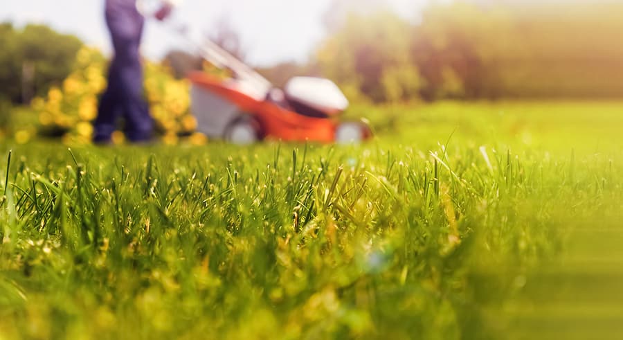 Why Hire Professional Lawn Care