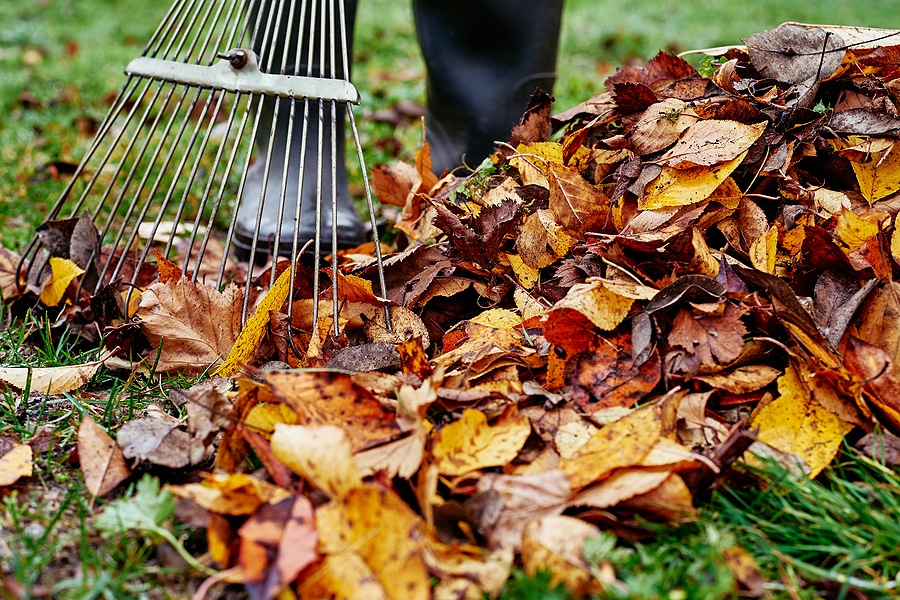 10 Essential Lawn Care Tools