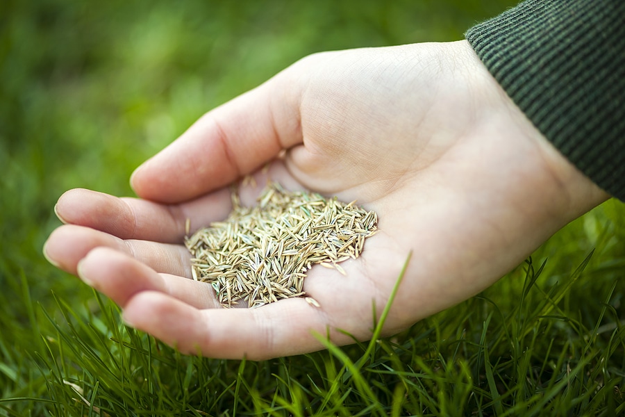 How to Overseed Your Lawn in the Fall