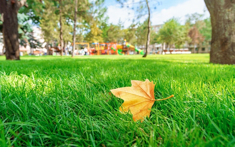 Why Fall Lawn Care Starts Before the Leaves Begin to Drop
